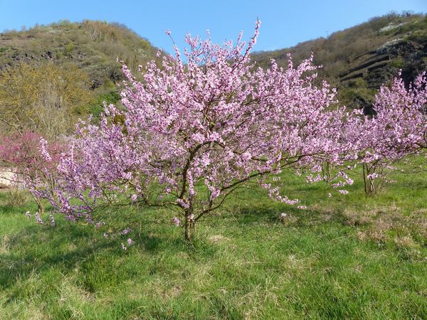 2 Tage FRÜHLINGSER­WACHEN AN DER MOSEL „Tipp“ in Ellenz-Poltersdorf, Rheinland-Pfalz inkl. Halbpension