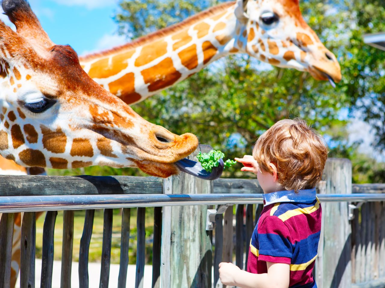 Für große und kleine Tierfans: Frankfurt Zoo erleben