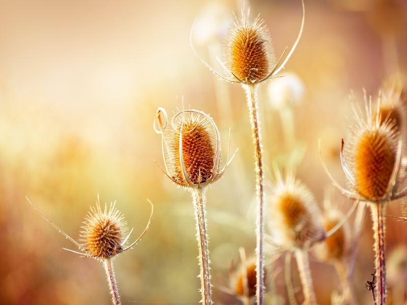 Sommer-Special