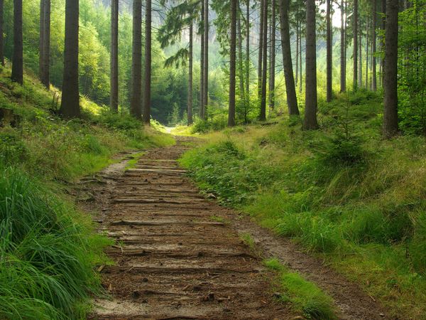 All Inclusive-5 Tage im Ferien Hotel / Thüringer Wald in Finsterbergen (Friedrichroda)