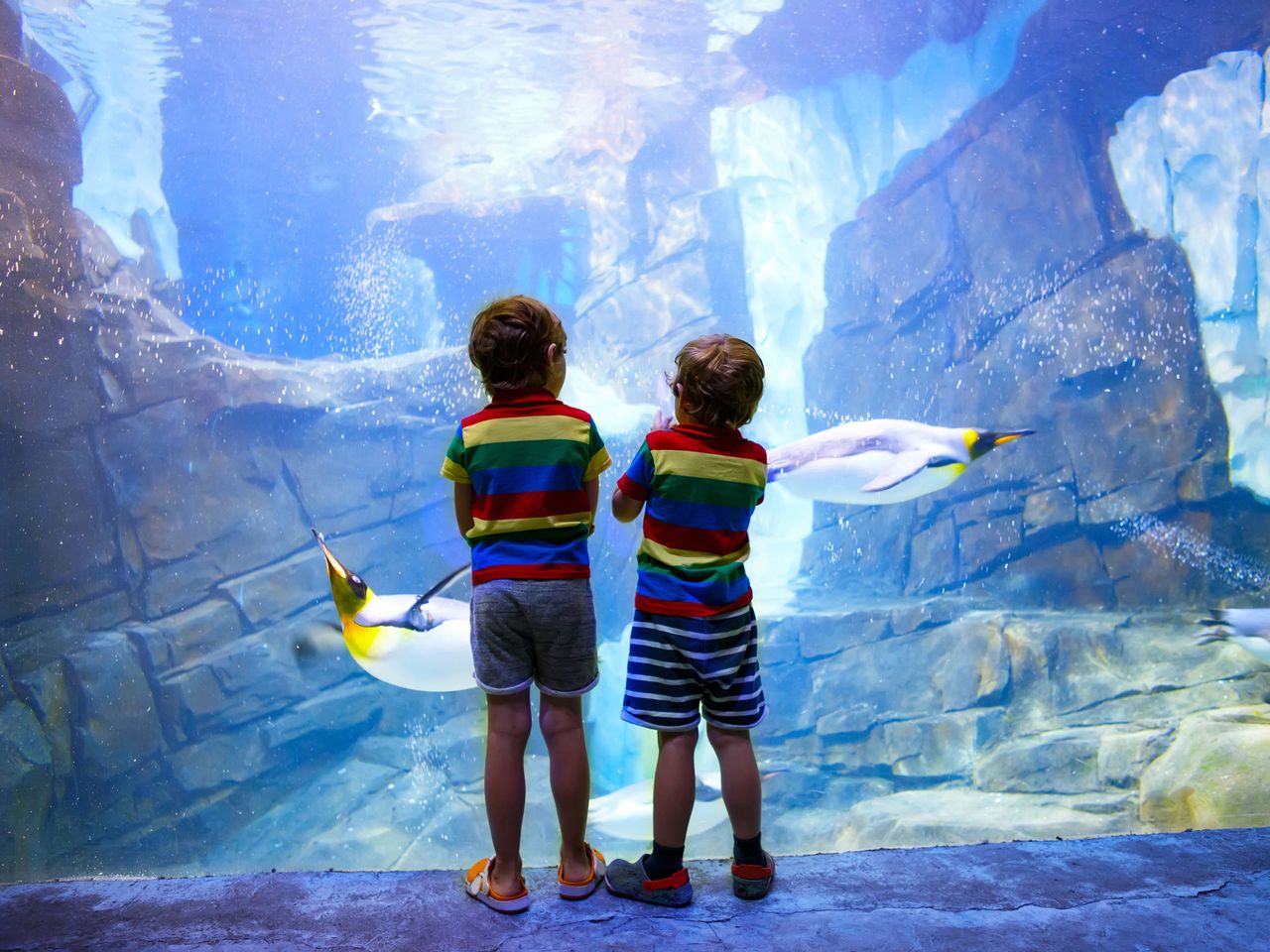 Die Wunderwelt der Meere im Aquarium | 2 Tage