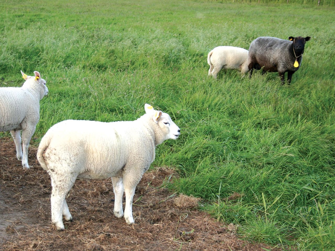 6 Tage Strandparadies Ameland Natur und endlose Weite