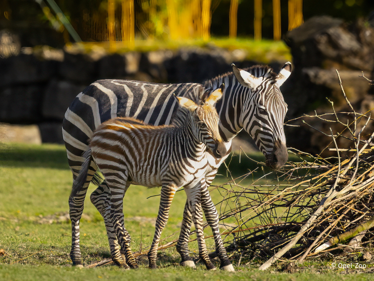 Opel-Zoo