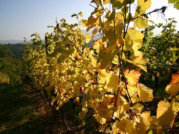 3 Tage Schwarzwald und Elsass erleben