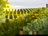 Genuss & Wein-Erlebnis an der Weinstraße - 2 Tage