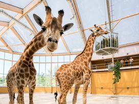 Elsass erleben mit Zooabenteuer - 3 Tage