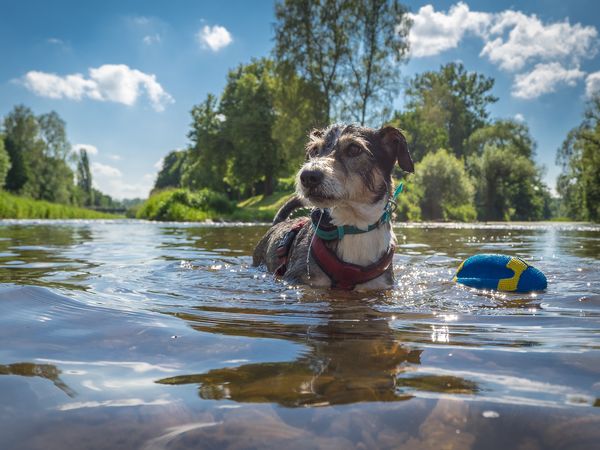 3 T/2ÜN Auszeit am Wandlitzsee mit Ihrem Vierbeiner Frühstück