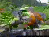 Urlaub mit 4 Pfoten im Harz / 6 Tage