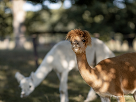 Tierpark Sababurg mit Hotel
