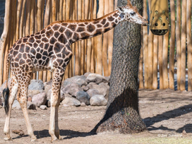 Zoo Schwerin mit Tageseintritt und Übernachtung
