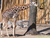 Zoo Schwerin mit Tageseintritt und Übernachtung