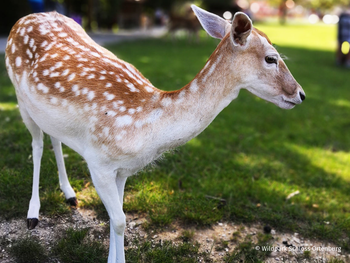 Wildpark Schloss Ortenburg