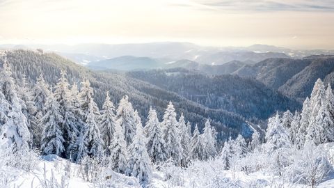 Schwarzwald im Winter