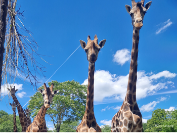 Zoo Leipzig mit Hotel