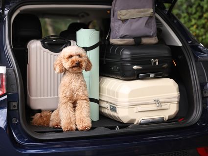 4 Pfotenzeit – Urlaub, der auch Ihrem Hund gut tut | 5 Tage