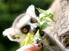 Serengeti Park Hodenhagen mit Hotel