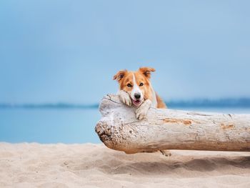 Herrchen & Frauchen mit ihrem Liebling am Ostseestrand - Hundearrangement
