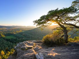 Wanderurlaub Pfälzerwald inkl. Halbpension | 5 Tage