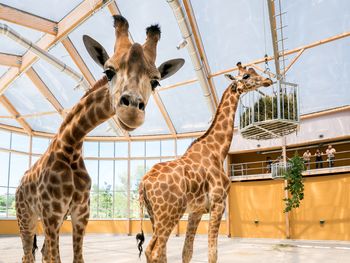 Elsass erleben mit Zooabenteuer - 3 Tage