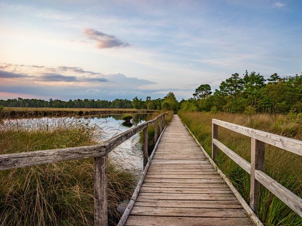 Wandern und Entdecken in der Lüneburger Heide in Bispingen, Niedersachsen inkl. Halbpension