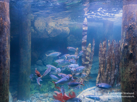 OZEANEUM Stralsund mit Ticket und Hotel