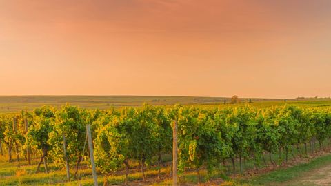Rheinhessen