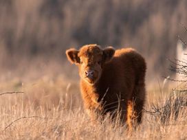 3 Tage Urlaub im schönsten Küstenort Nordhollands