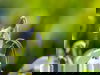 Detox-Frühling im Schwarzwald