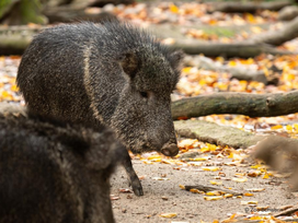 Zoo Schwerin mit Tageseintritt und Übernachtung