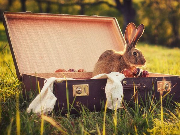 4 Tage Osterurlaub im Thüringer Wald inkl. HP Plus in Masserberg Halbpension Plus