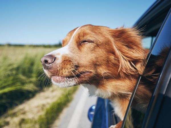 4 Tage Urlaub mit Hund Hotel & Restaurant Schwiizeralp in Stemwede inkl. Halbpension