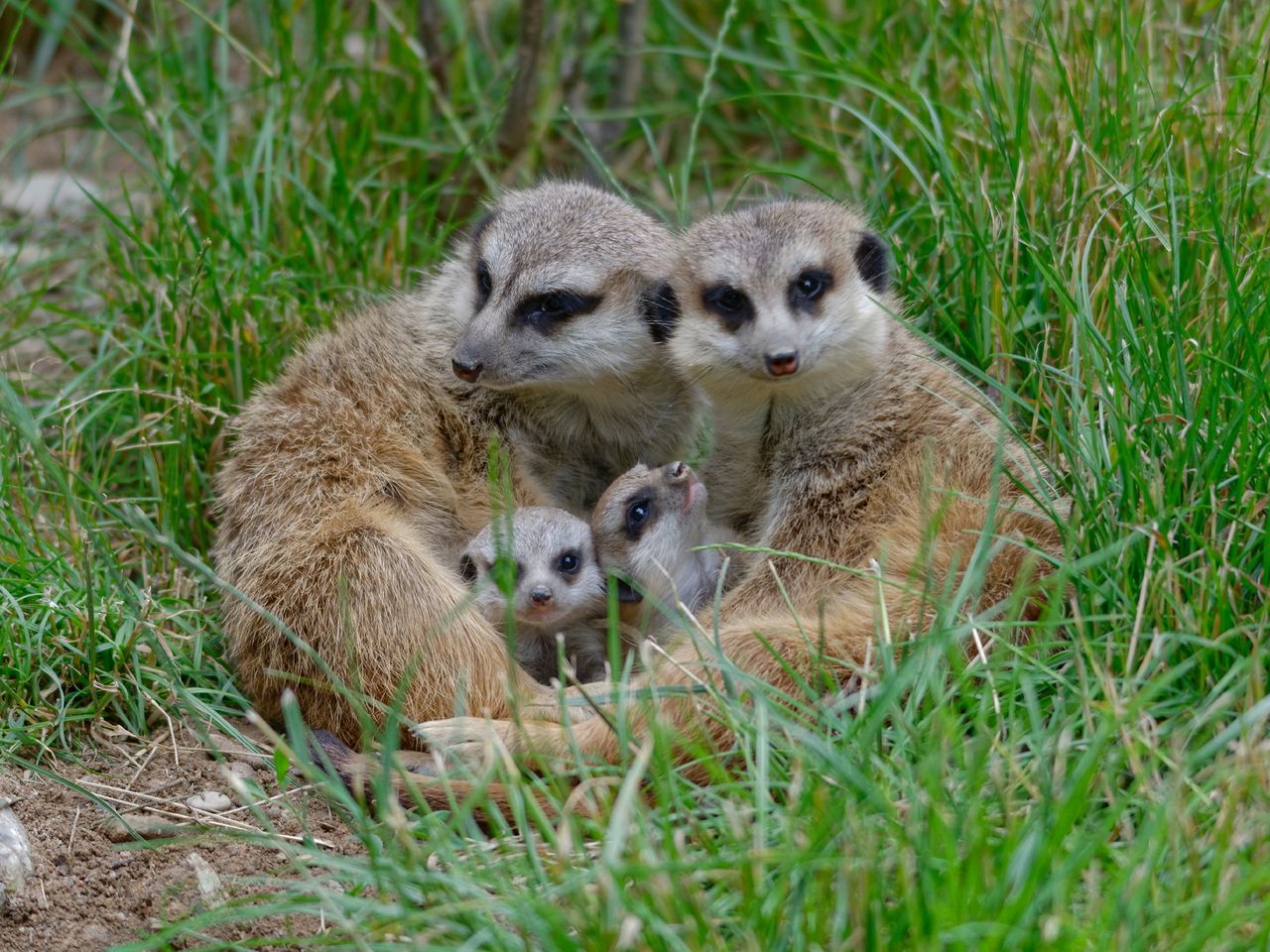 Opelzoo Kronberg mit Übernachtung | 2 Tage