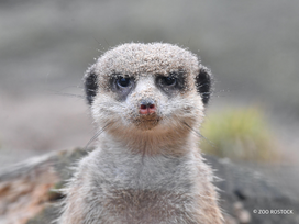 Zoo Rostock Tickets mit Hotel