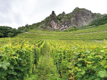 Siebengebirge & Schloss Drachenburg erkunden - 2 Tage