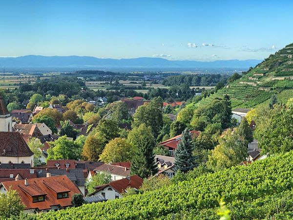 6 Tage Wandern: Weinberge und Schwarzwaldlandschaften in Staufen, Baden-Württemberg inkl. Frühstück