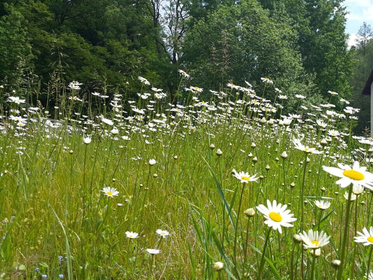 Sommererwachen im Wald