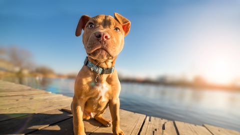 Wellness Wochenende mit Hund