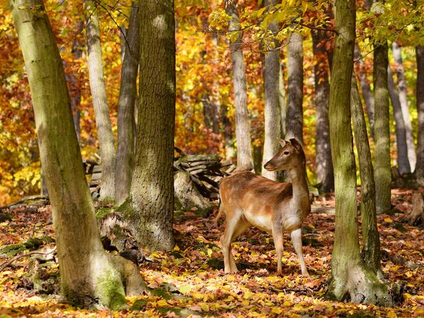 3 Tage Schweinfurt – Familytrip mit Wildpark-Erlebnis Halbpension