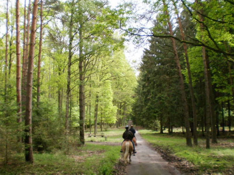 Urlaub mit Pferden in der Schorfheide (5 Tage)