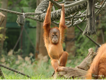 Zoo Leipzig mit Hotel