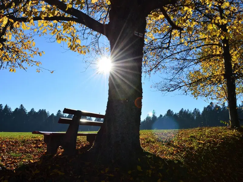 Verwöhnpaket - 5 Tage im Schwarzwald inkl. Abendmenü