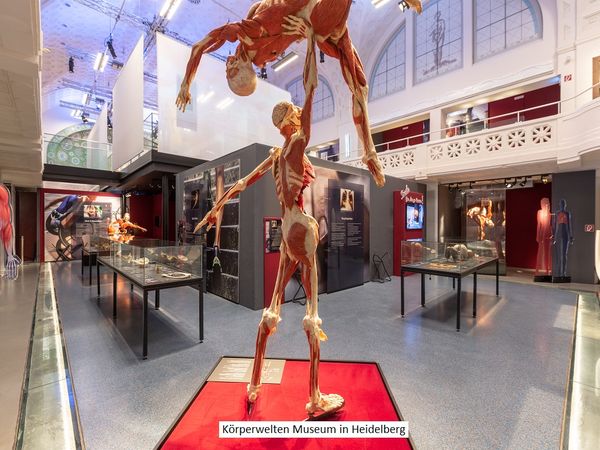 Kurz-mal Heidelberg mit Körperwelten Museum – 4 Tage in Bad Schönborn Frühstück