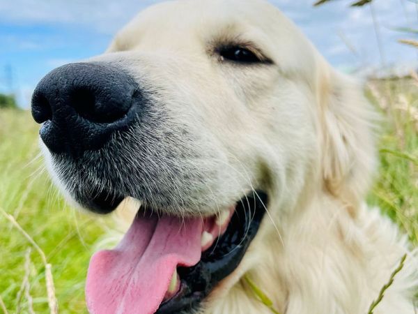 Schwarzwaldidylle für Mensch und Hund | 4 Tage in Hüfingen OT Fürstenberg, Baden-Württemberg inkl. Frühstück