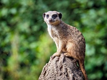 Auf Safari im Zoo Leipzig | 3 Tage Zooabenteuer