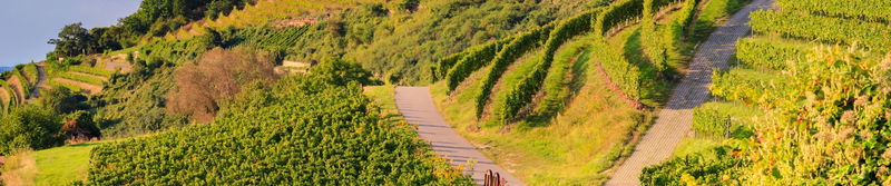Terrassierte Weinberge im Abendlicht in Baden-Württemberg