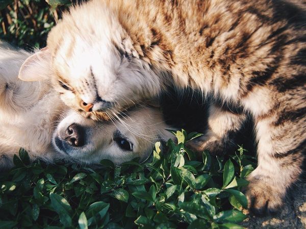 Ihr Urlaub mit Hund für vier Tage in Kronberg in Kronberg im Taunus Frühstück