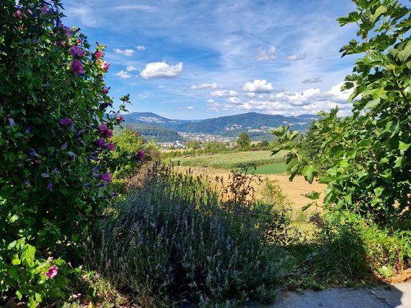 6 Tage Urlaub zwischen Schwarzwald und Schweiz in Schopfheim-Wiechs, Baden-Württemberg inkl. Halbpension