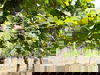 Romantik im Weingut: 