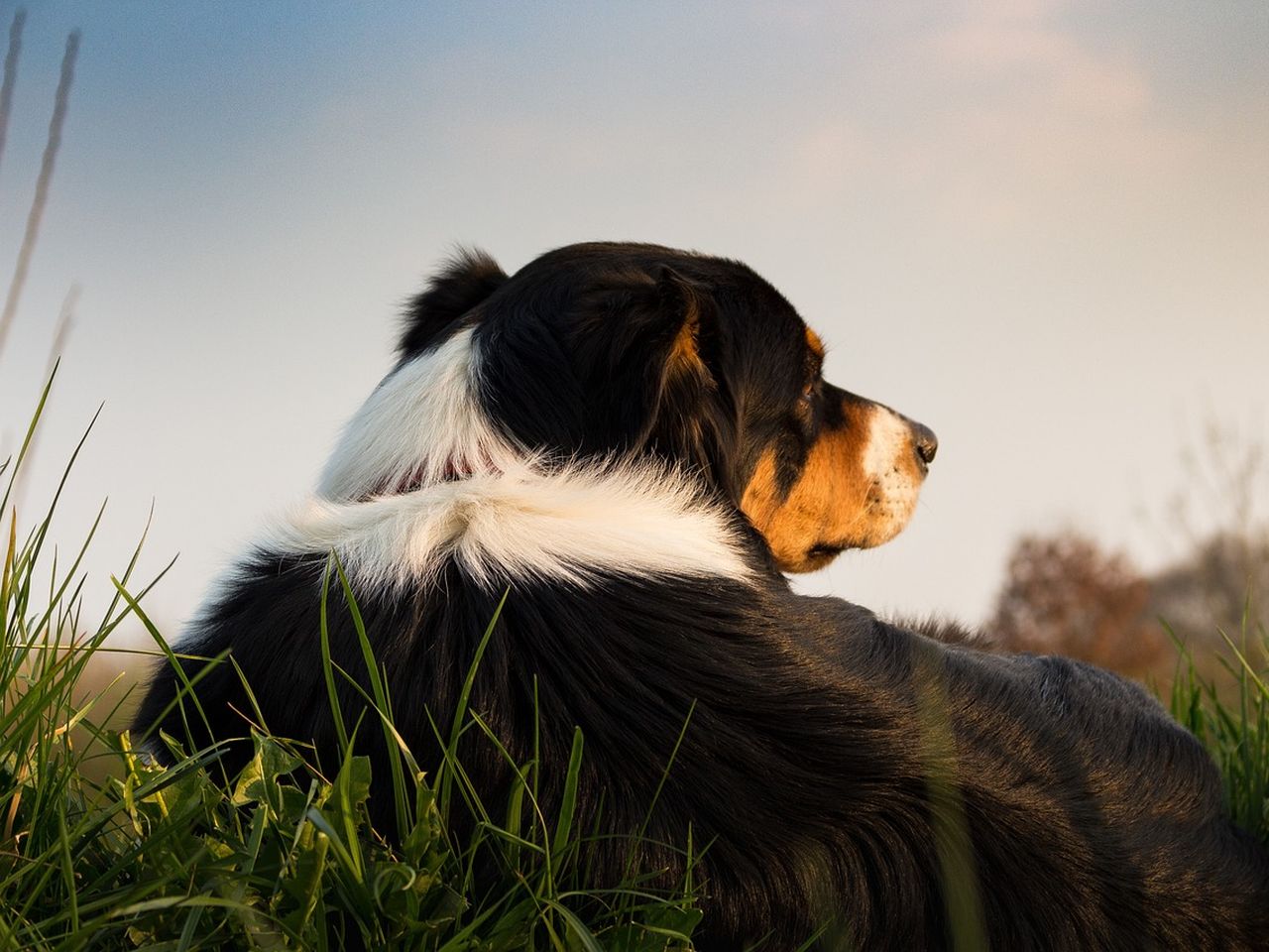 4 Tage Urlaub mit Hund
