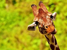 LOGINN & enjoy @ Zoo Leipzig! 4 Tage Tierischer Spaß